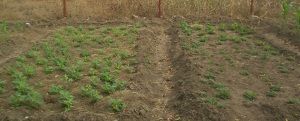 Andrea's ground nuts: left FGW, right conventional  