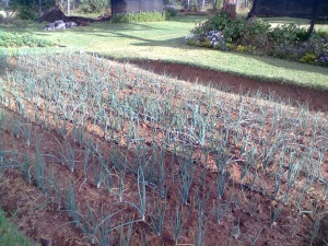 Onions grown in conventional way at a demonstration garden in Kijabe, Kenya