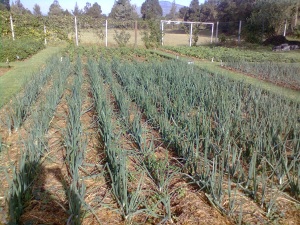 Onions grown in FGW way at a demonstration garden in Kijabe, Kenya