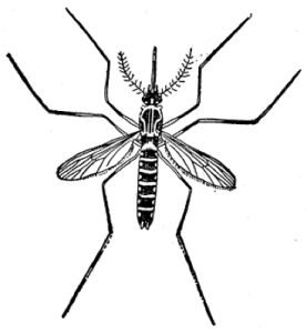 The notorious mosquito as presented in our CHE training lessons pictures.